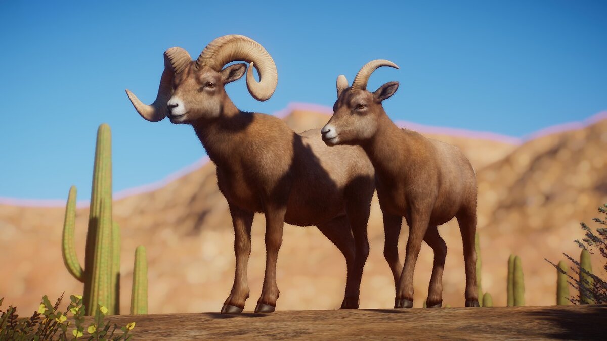 Planet Zoo — Desert bighorn sheep - a new species