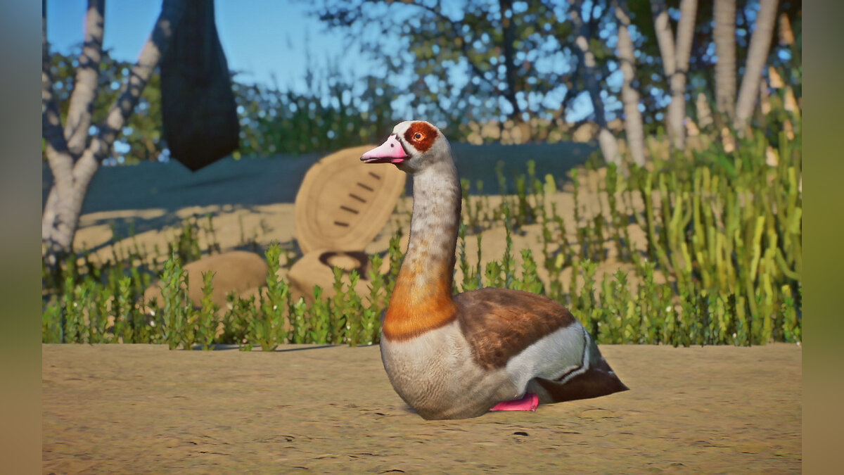 Planet Zoo — Egyptian goose - a new species