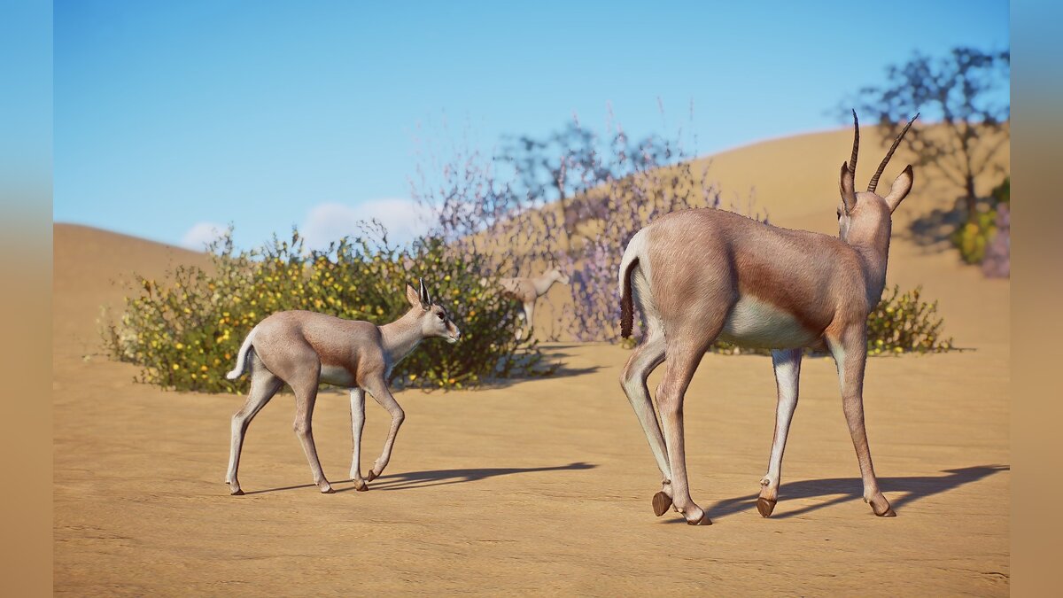 Planet Zoo — Raim's gazelle - new species