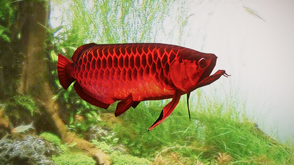 Planet Zoo — Red Asian Arowana - new species