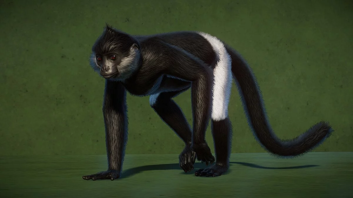 Planet Zoo — Новые виды - лангур Делакура