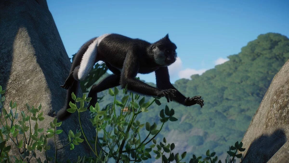 Planet Zoo — New species - Delacour's langur