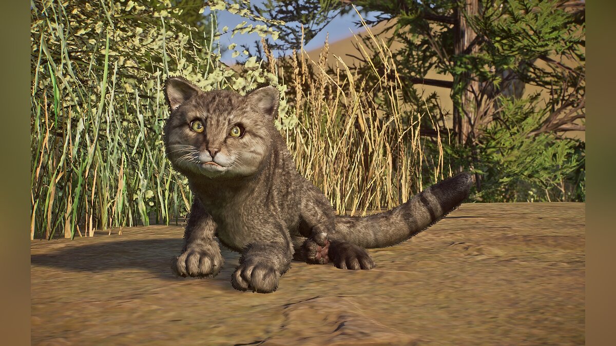 Planet Zoo — New species - European wild cat