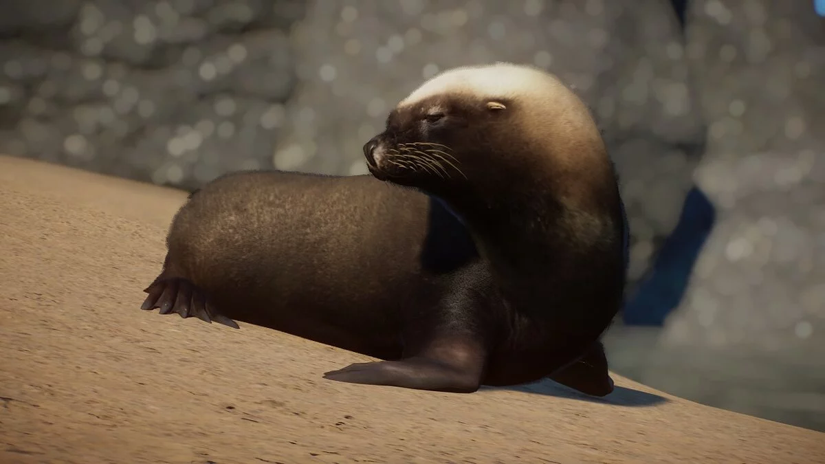 Planet Zoo — Австралийский морской лев — новый вид