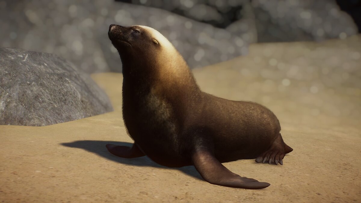 Planet Zoo — Australian sea lion - a new species