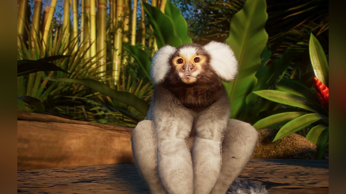 Planet Zoo — Common marmoset - new species