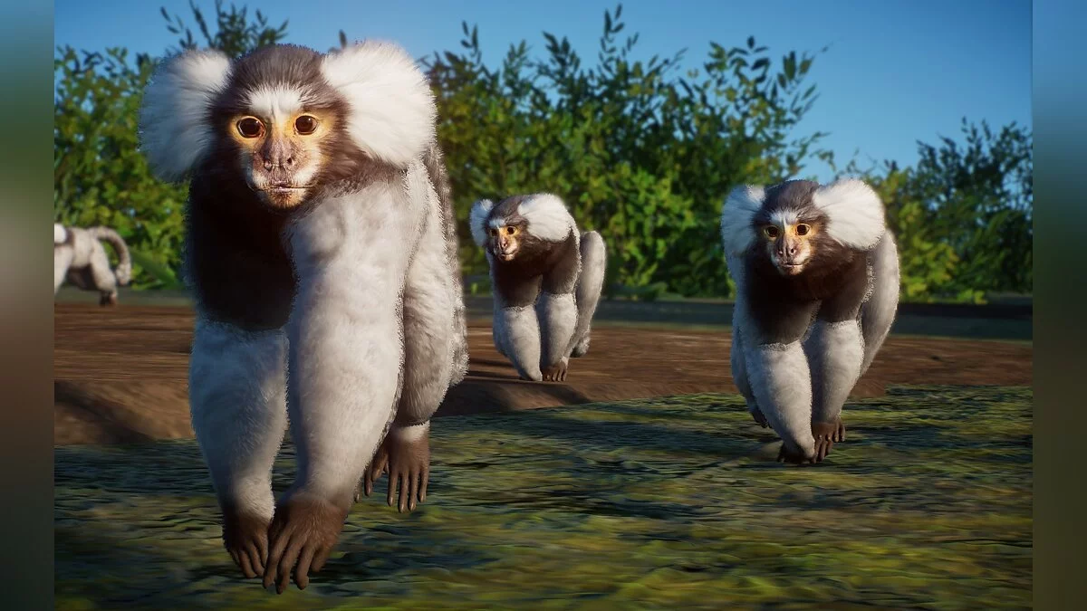 Planet Zoo — Звичайна мавпа - нові види
