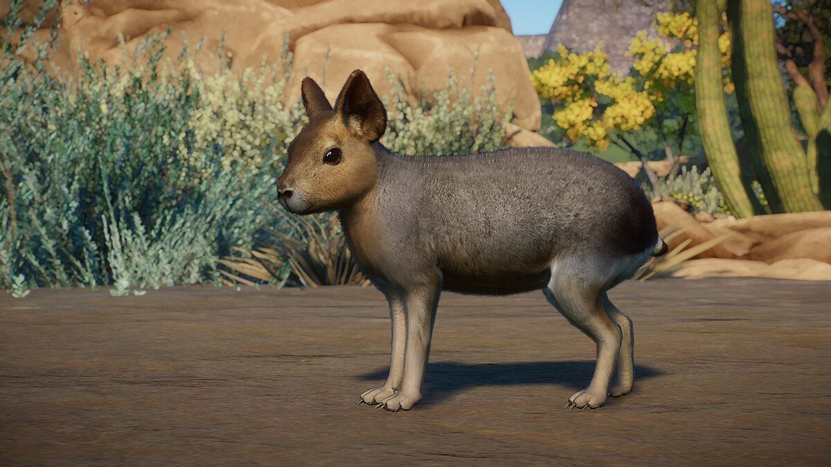 Planet Zoo — Patagonian mara - new species