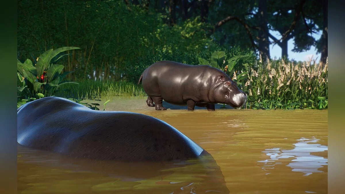 Planet Zoo — Колумбийский бегемот - новый вид