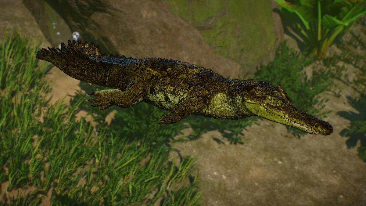 Planet Zoo — Кайман Рио-Апапорис - новые виды