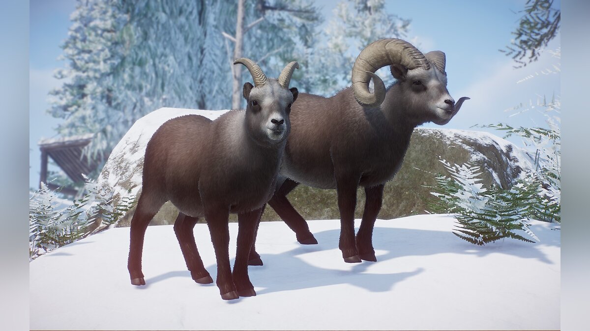 Planet Zoo — Bighorn sheep - new species