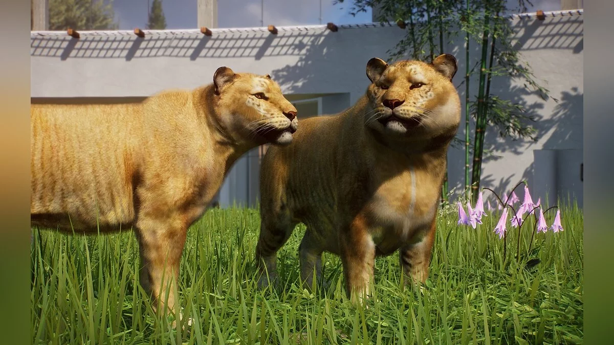 Planet Zoo — Ligre: una nueva especie