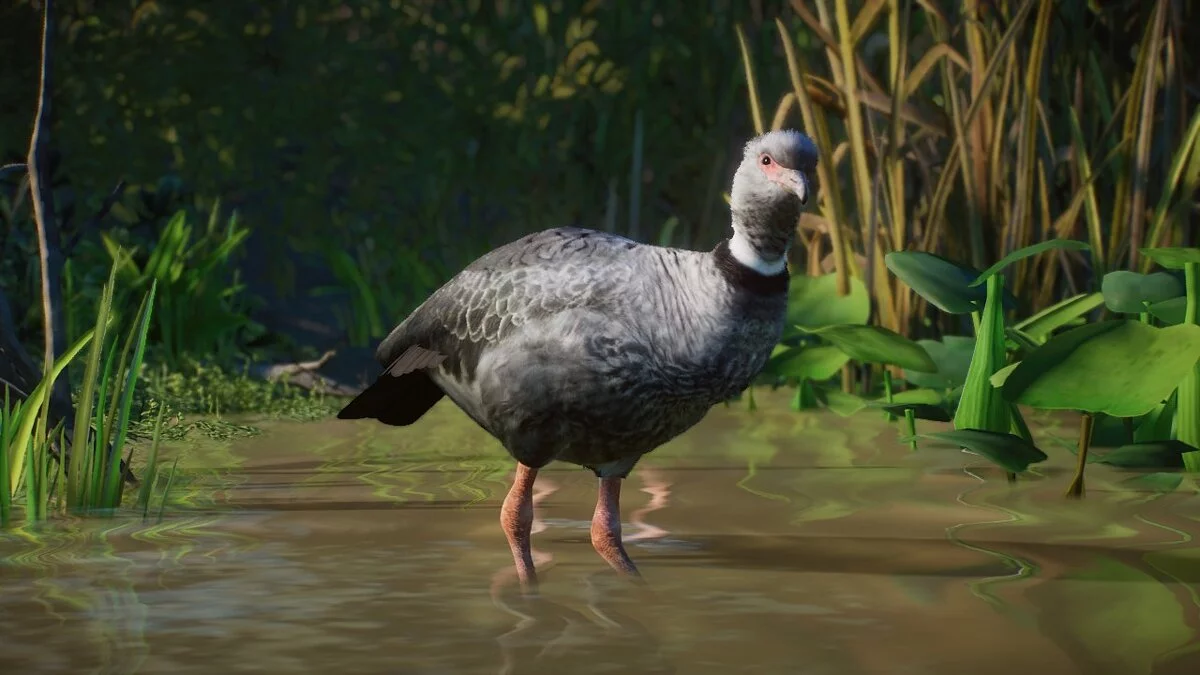 Planet Zoo — Южный крикун — новые виды