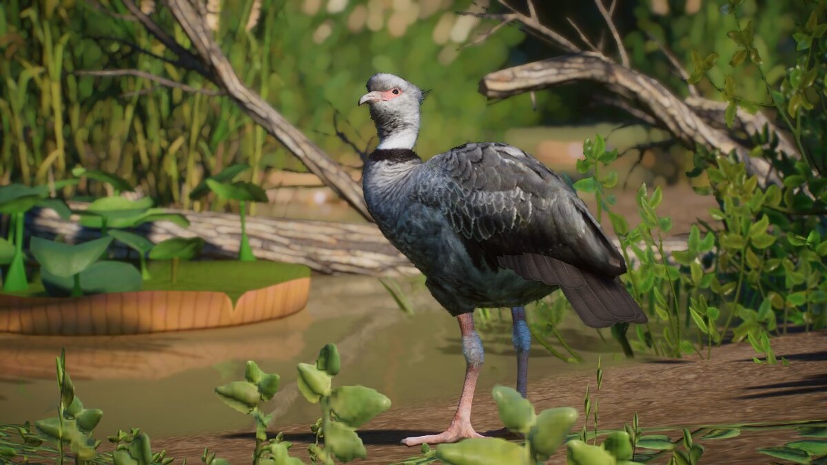 Planet Zoo — Southern screamer - new species