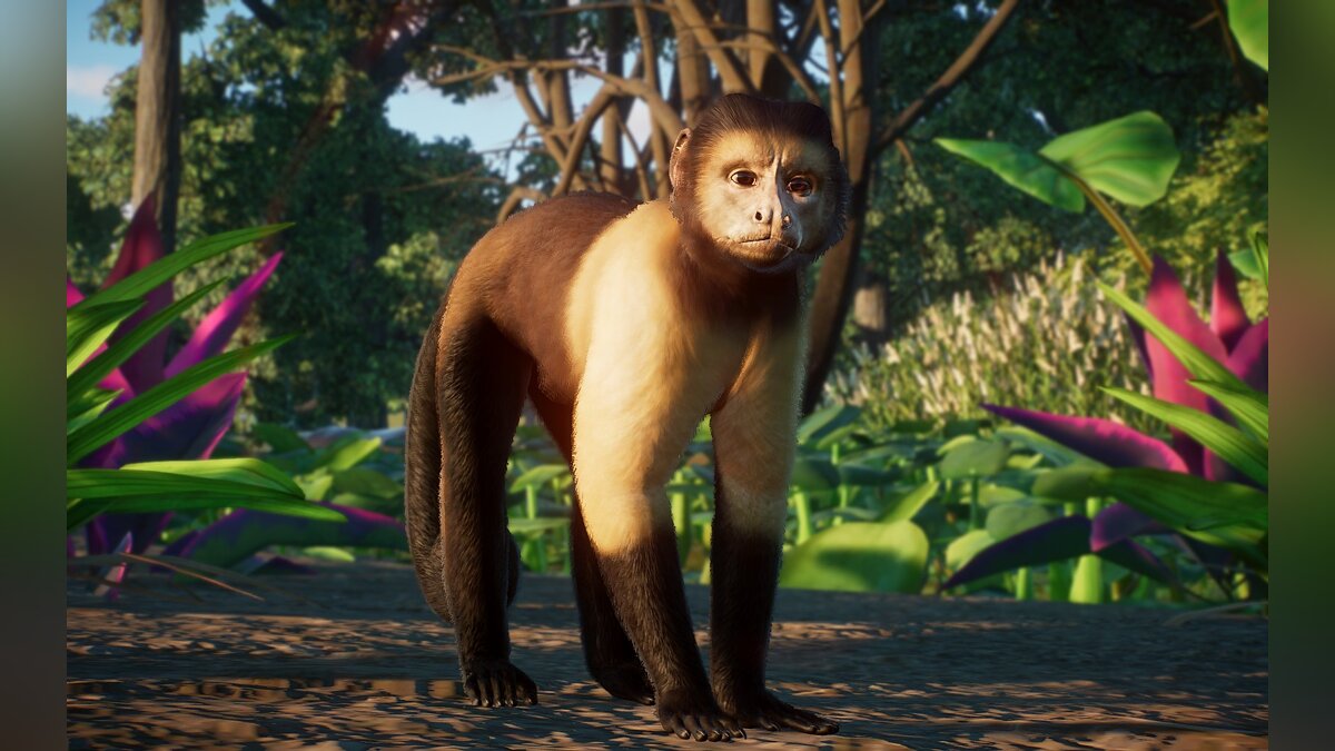 Planet Zoo — Yellow-bellied capuchin monkey - new species