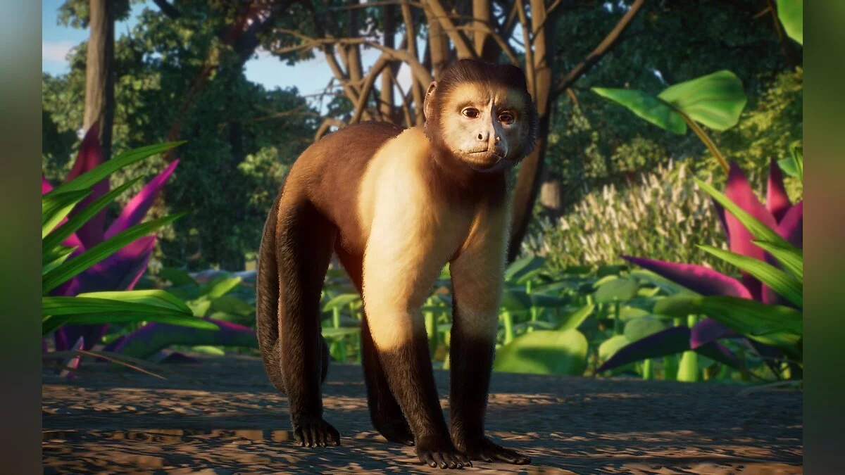 Planet Zoo — Mono capuchino de vientre amarillo - nueva especie