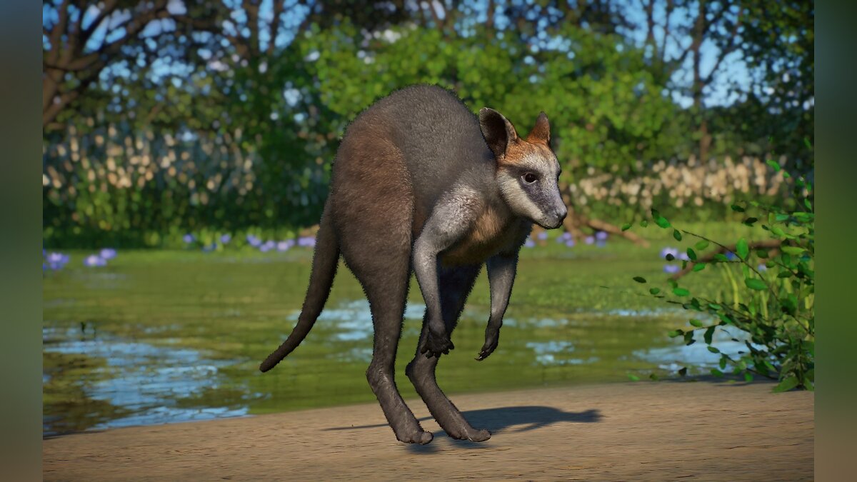 Planet Zoo — Swamp wallaby - new species