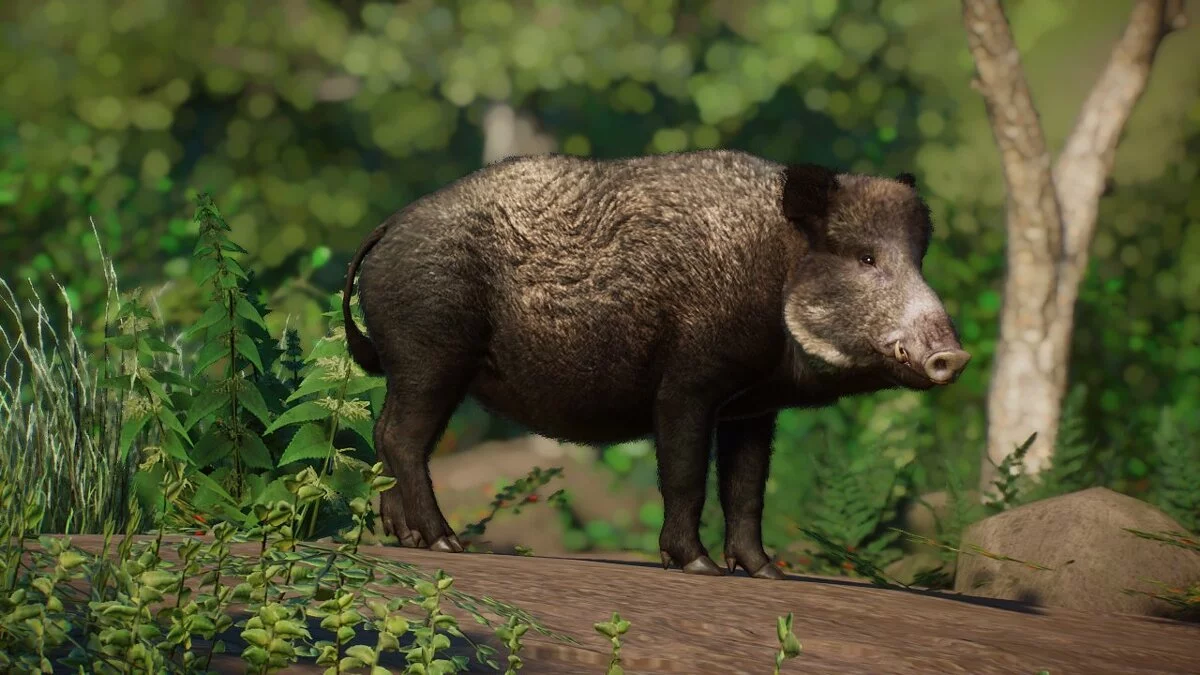 Planet Zoo — Jabalí - nueva especie