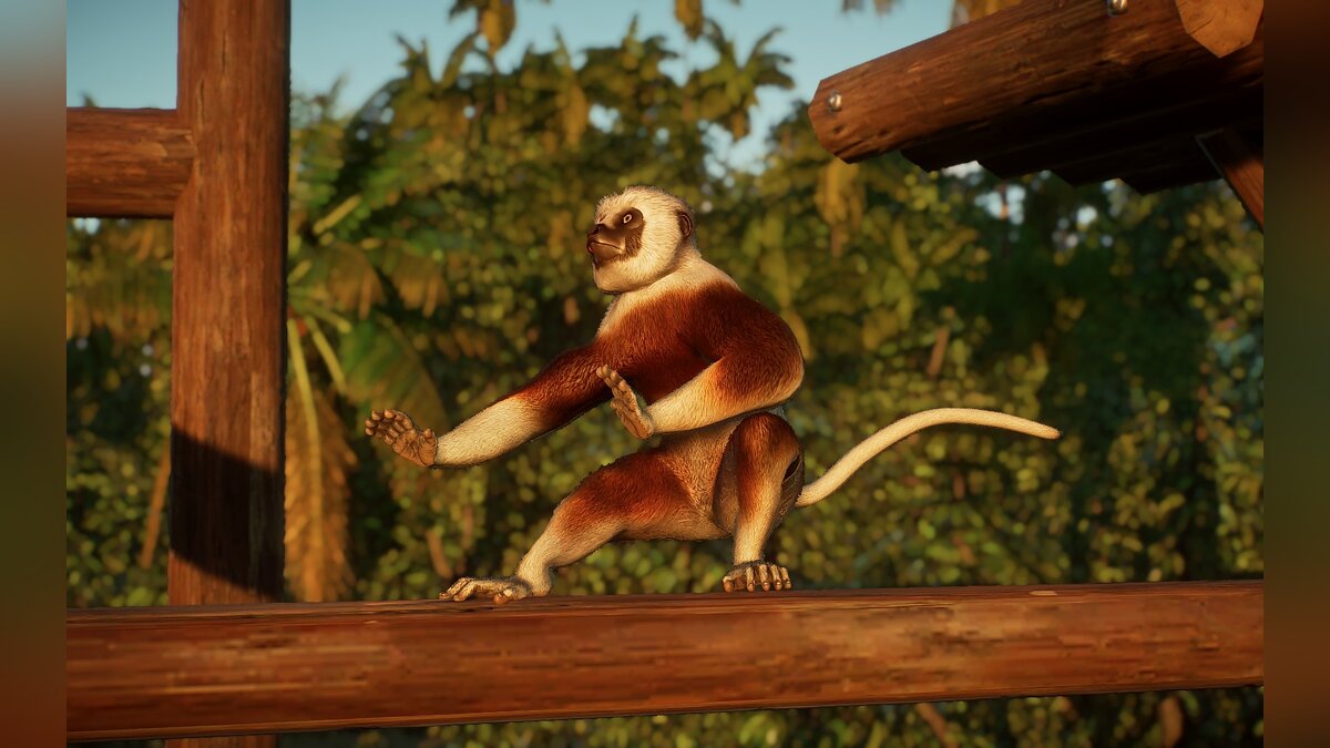 Planet Zoo — Sifaka cockerel - new species