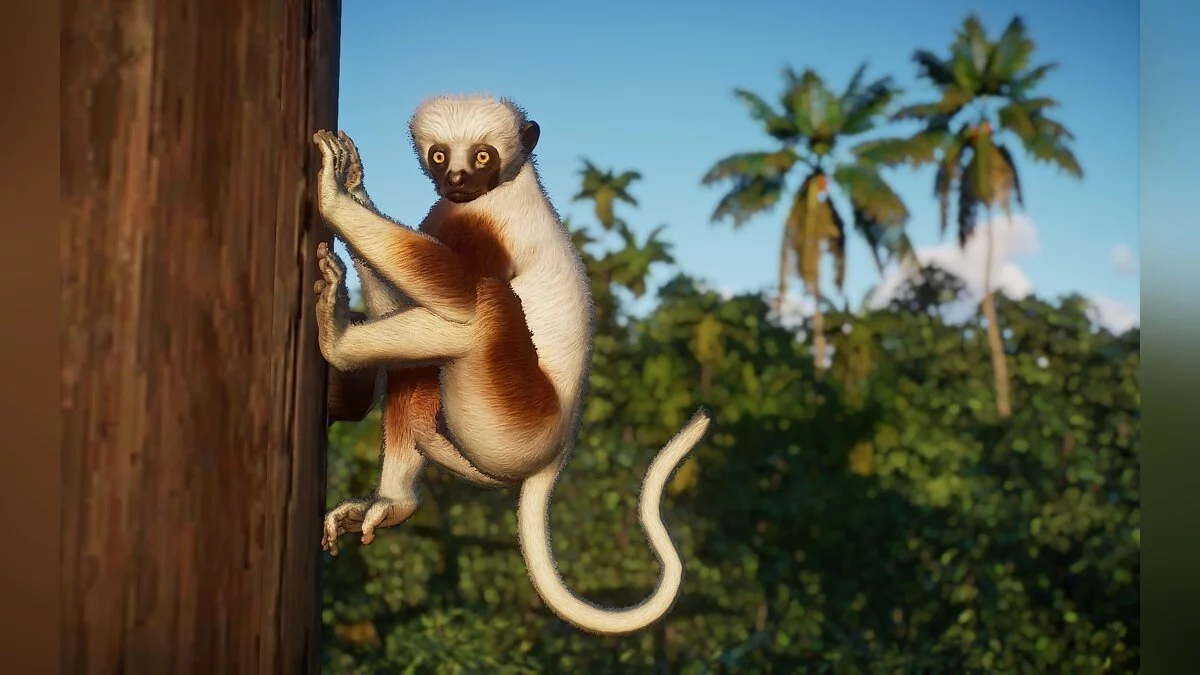 Planet Zoo — Сифака кокерелю - нові види