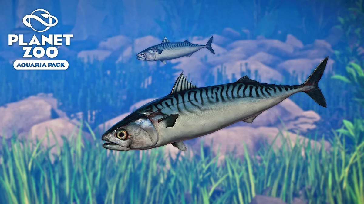 Planet Zoo — Атлантична скумбрія – нові види