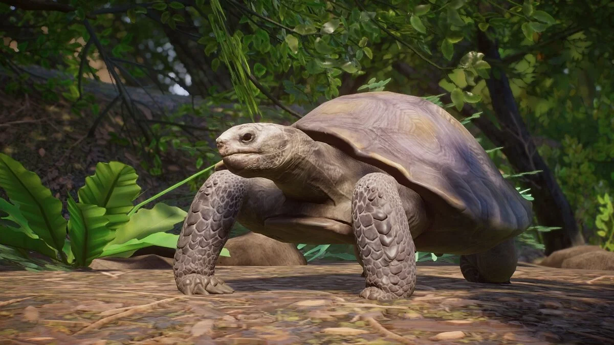 Planet Zoo — Tortuga de montaña birmana (o tortuga de bosque asiática): una nueva especie