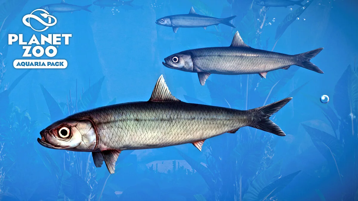 Planet Zoo — Атлантическая сельдь - новый вид