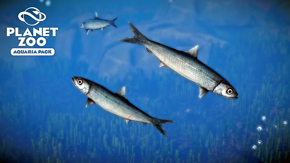 Planet Zoo — Atlantic herring - a new species