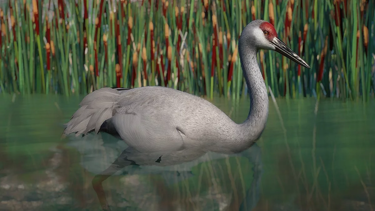 Planet Zoo — Sandhill crane - new species