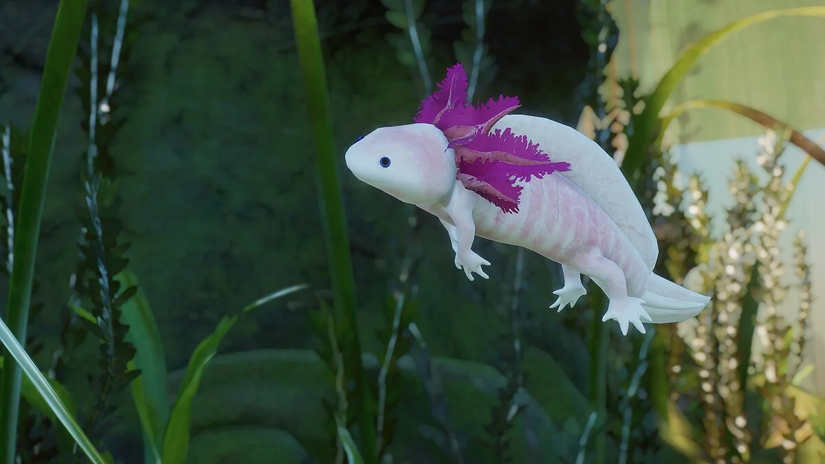 Planet Zoo — Axolotl - new exhibits