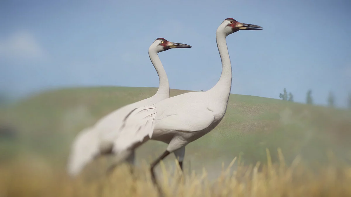 Planet Zoo — Whooping crane - new species