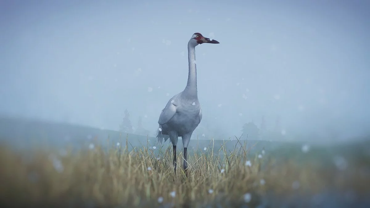 Planet Zoo — Американський журавель - нові види