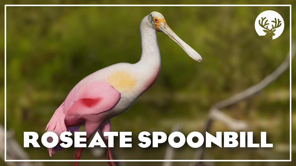 Planet Zoo — Roseate spoonbill - new species