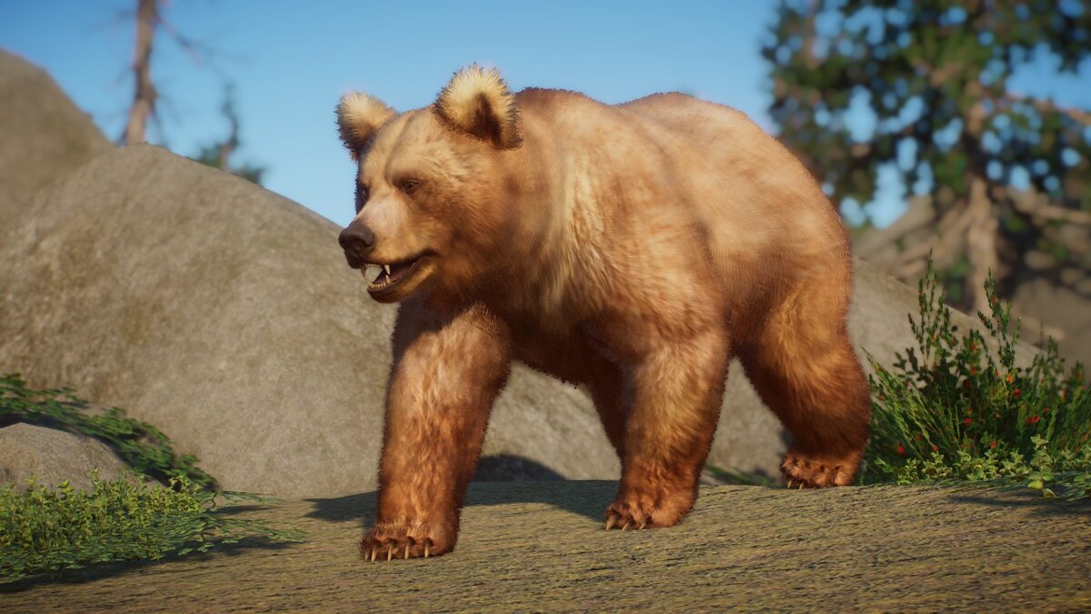 Planet Zoo — Himalayan Brown Bear Remastered