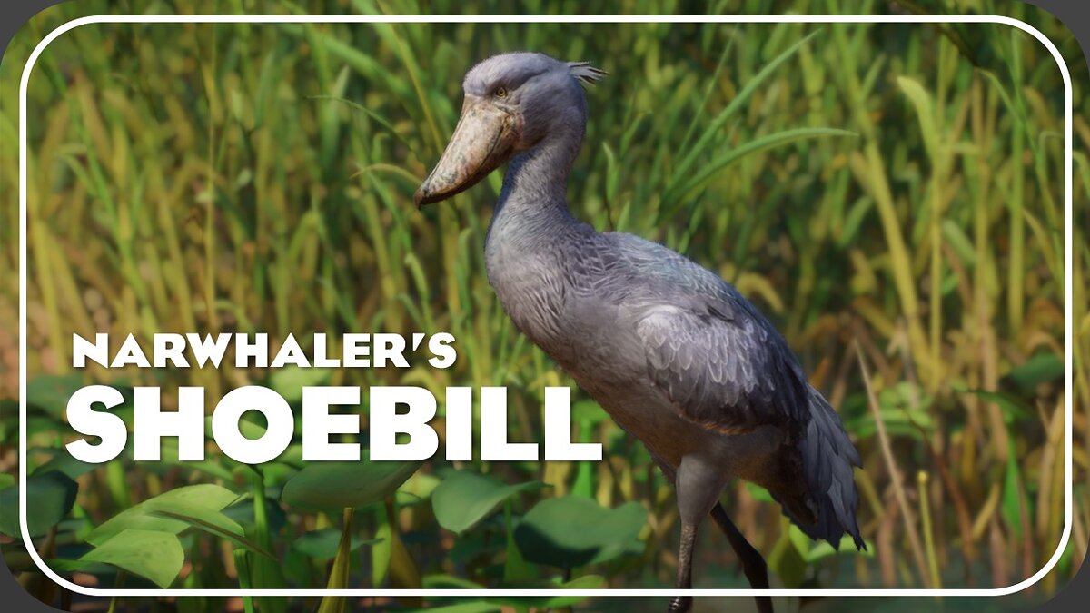 Planet Zoo — Shoebill - new species