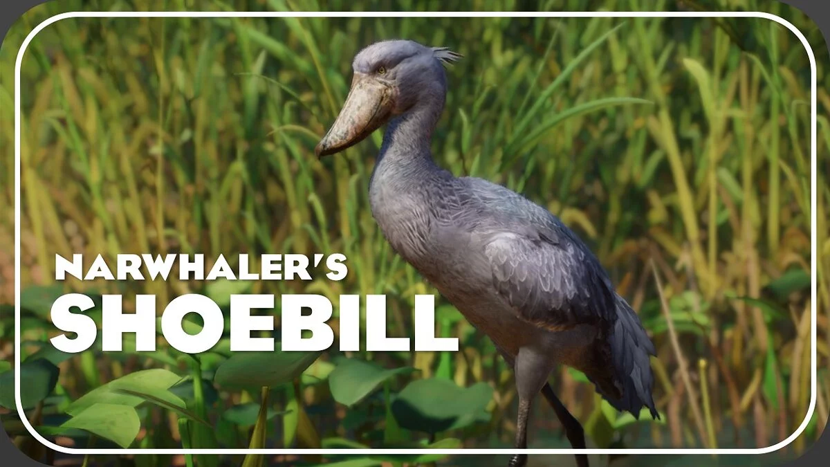 Planet Zoo — Shoebill - nueva especie