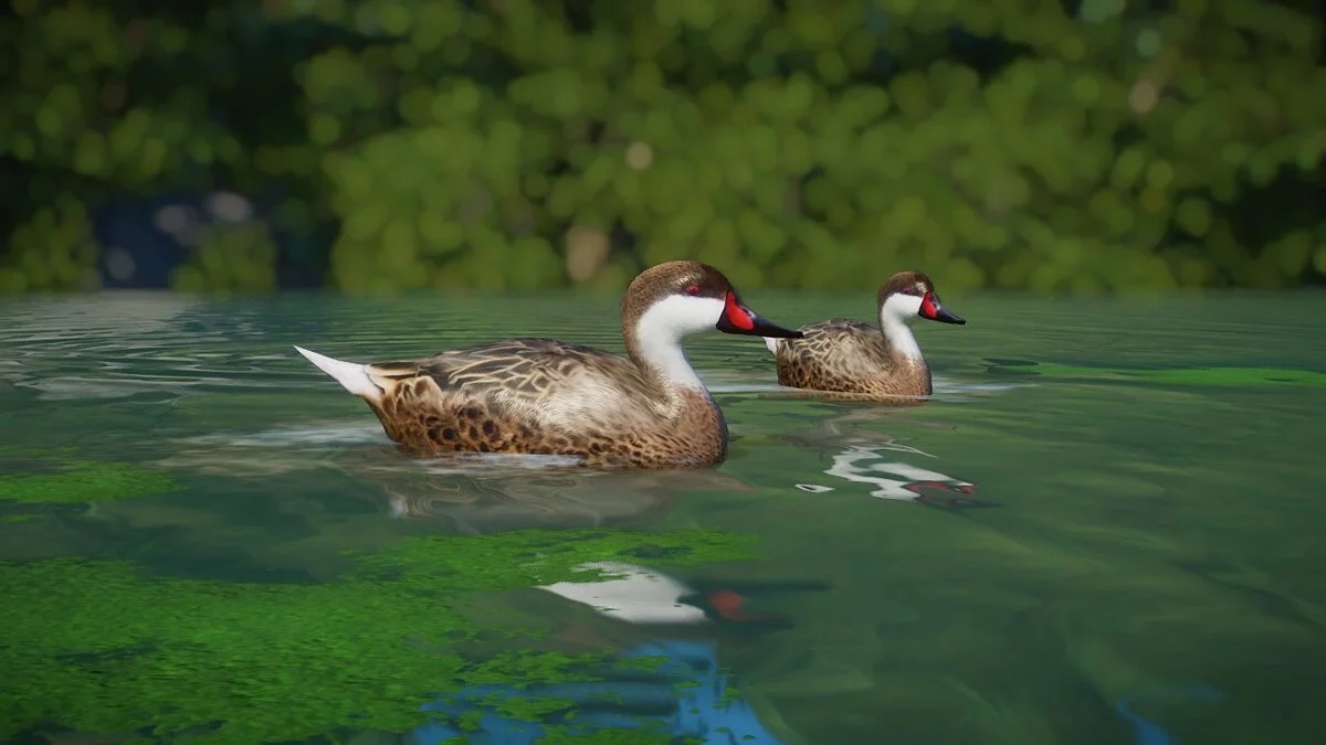 Planet Zoo — Білощока шилохвість - новий вид