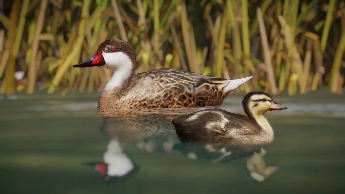 Planet Zoo — Pintail de mejillas blancas - nueva especie