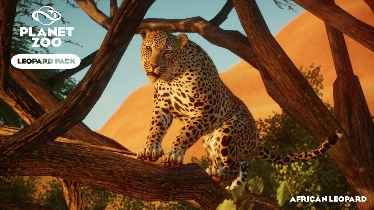 Planet Zoo — Conjunto de leopardos