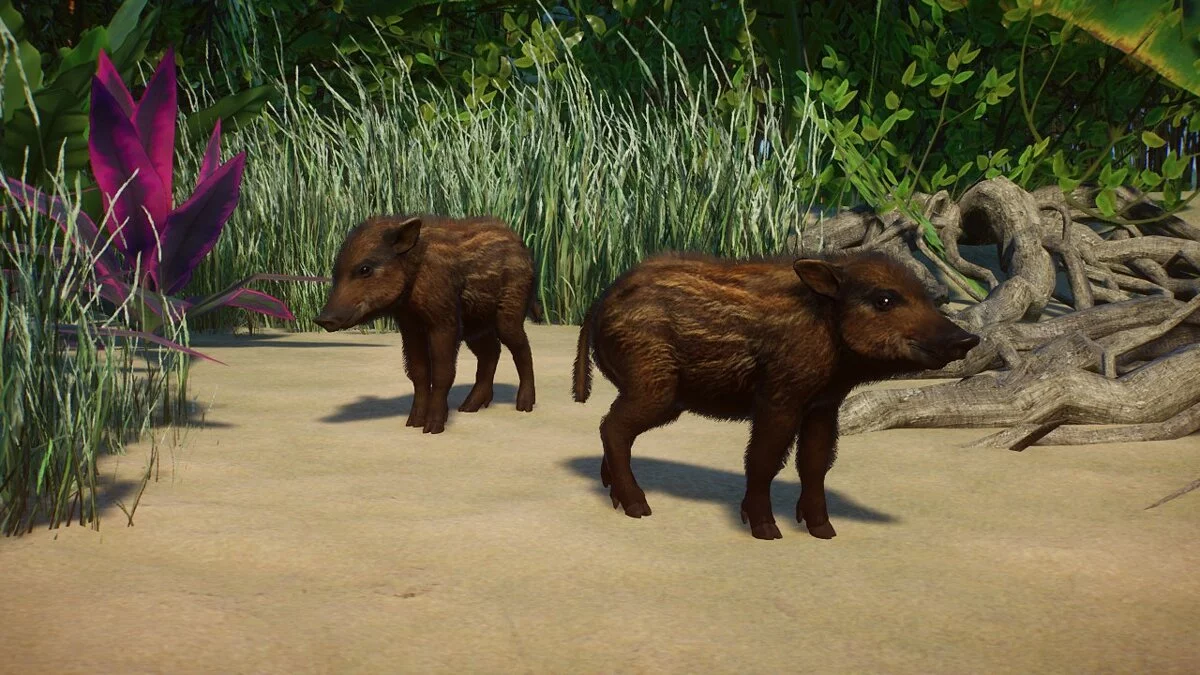 Planet Zoo — Борнейская бородатая свинья - новый вид