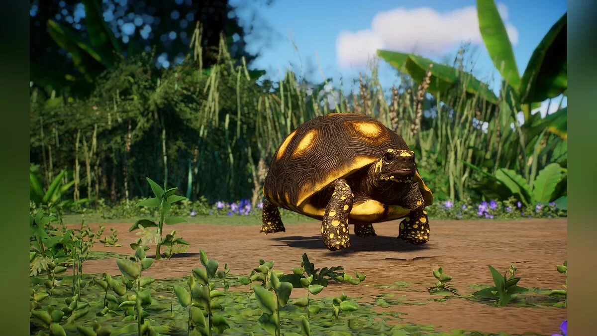 Planet Zoo — Tortugas de patas amarillas: una nueva especie