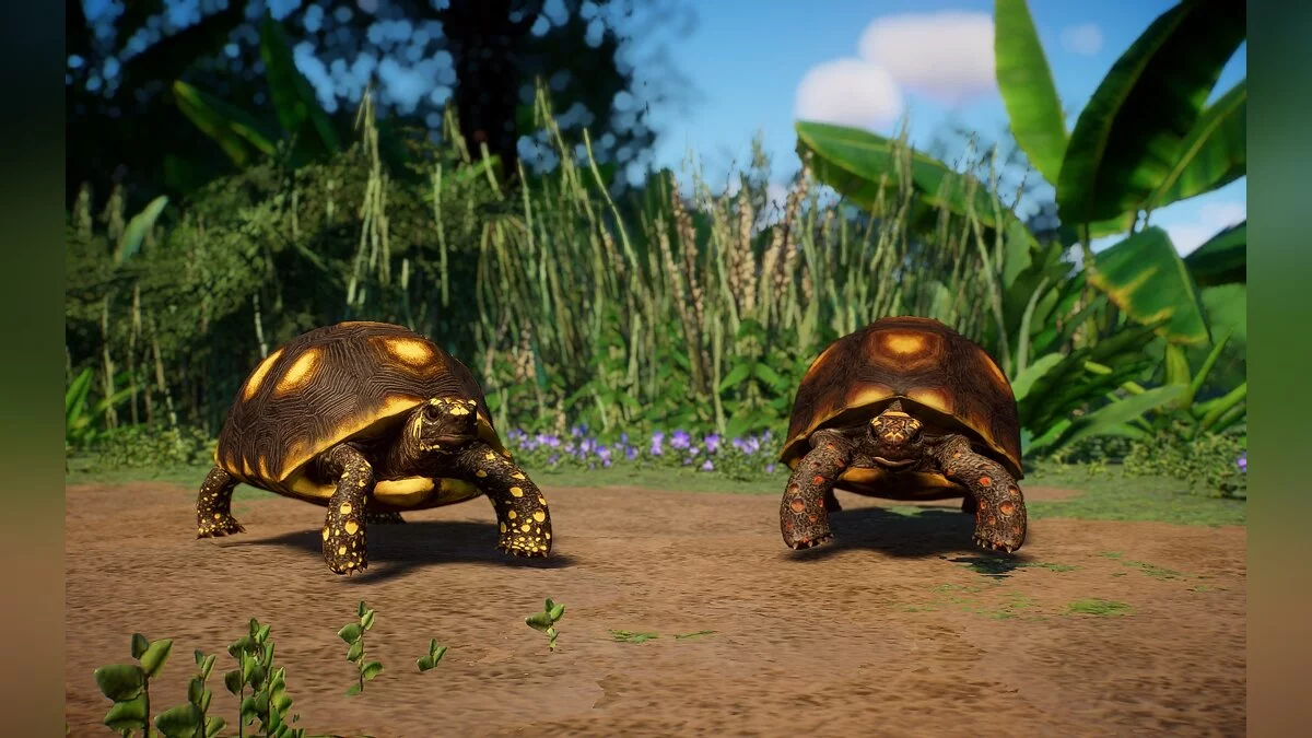 Planet Zoo — Желтоногие черепахи — новый вид