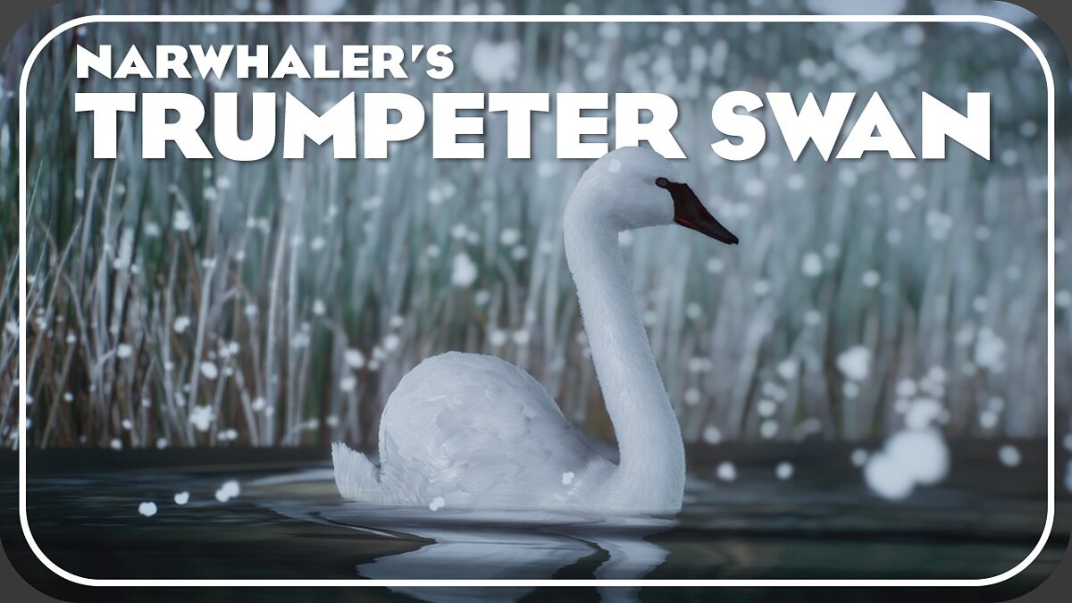 Planet Zoo — Trumpeter swan - a new species