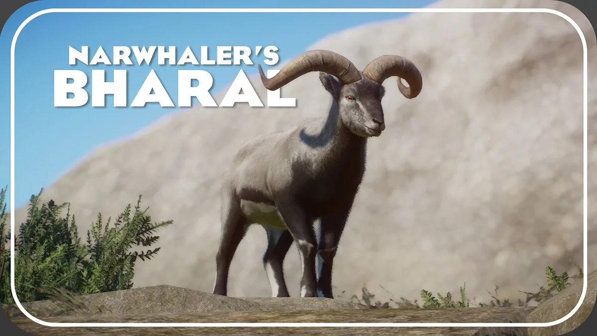 Planet Zoo — Bharal (or blue sheep) - a new species