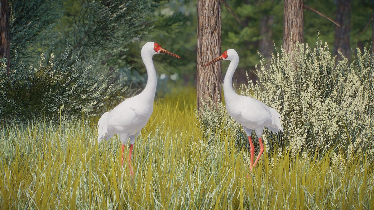 Planet Zoo — Siberian crane - a new species