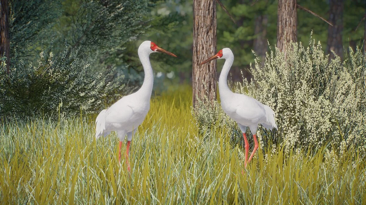 Planet Zoo — Siberian crane - a new species