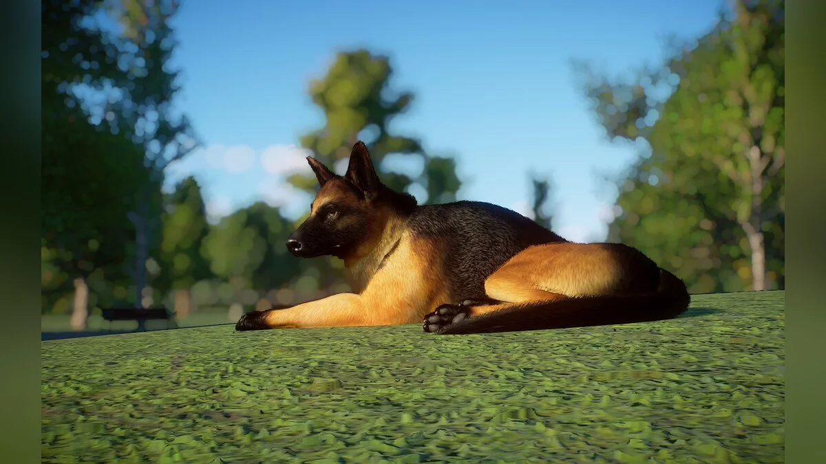 Planet Zoo — Немецкая овчарка (одомашненная собака) - новый вид