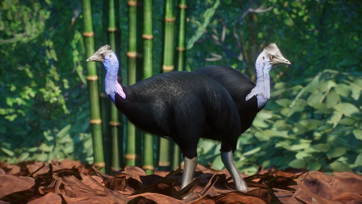 Planet Zoo — Casoar pygmée - nouvelle espèce