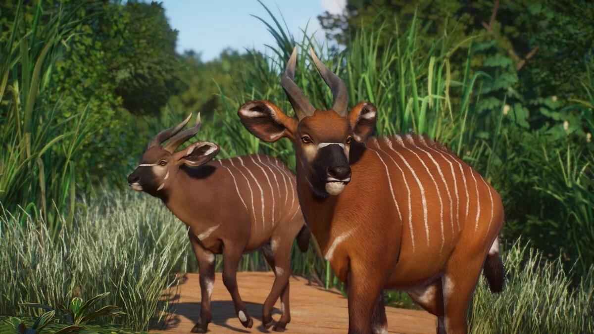 Planet Zoo — Ремастер бонго