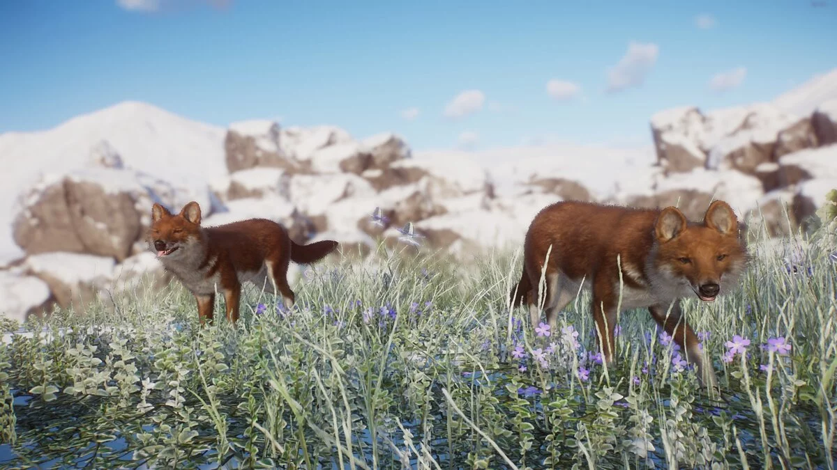 Planet Zoo — Нові види - Тянь-Шаньський вовк